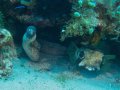 Greyface Moray + Blackblotch Porcupine